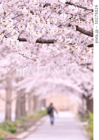 新潟県スポーツ公園の桜（新潟市） 30278826