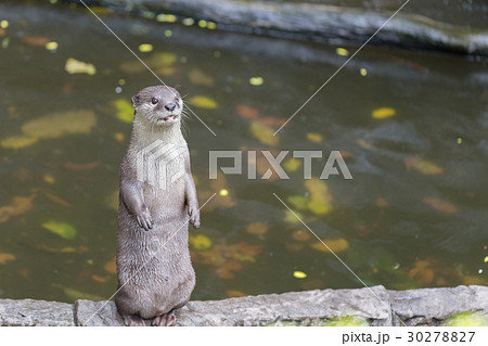 Aonyx animal 30278827