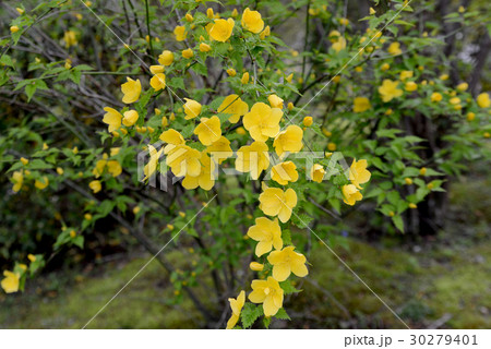 ヤマブキ 30279401