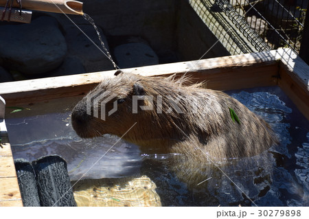 カピバラ温泉 30279898