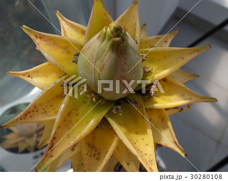 チユウキンレン 30280108