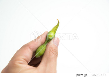 holding edamame holding edamame 30280326