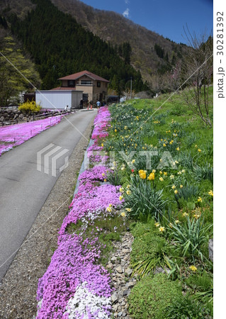 春　岐阜　明宝　くにたけの芝桜と道 30281392