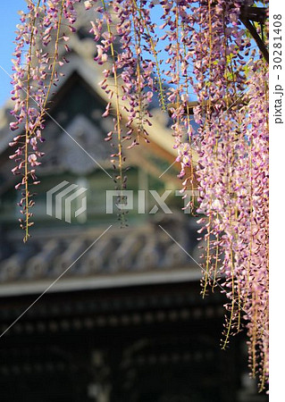 竹鼻別院のフジ 竹鼻別院のフジ 30281408