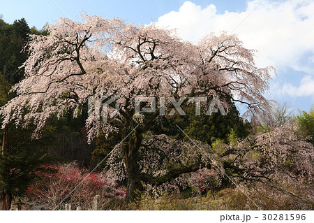 黒船桜 30281596