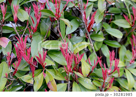 レッドロビンの赤い若葉 30281985