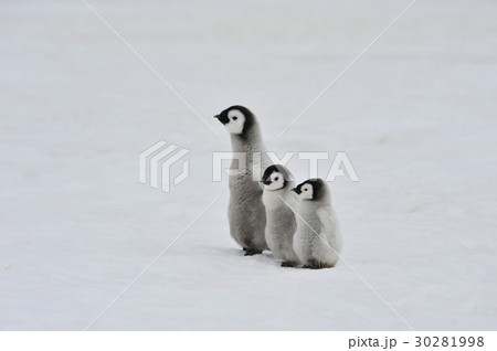 Emperor Penguin chicks in Antarctica 30281998