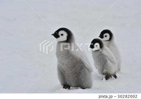 Emperor Penguin chicks in Antarctica 30282002