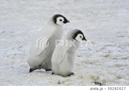 Emperor Penguin chicks in Antarctica Emperor Penguin chicks in Antarctica 30282027