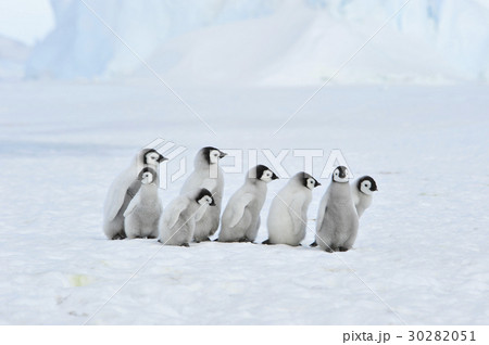 Emperor Penguin chicks in Antarctica Emperor Penguin chicks in Antarctica 30282051