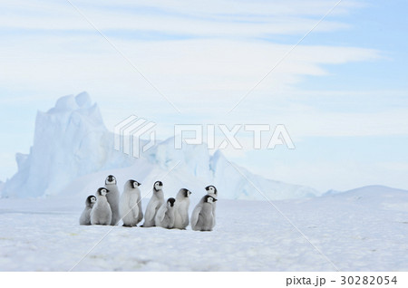Emperor Penguin chicks in Antarctica 30282054