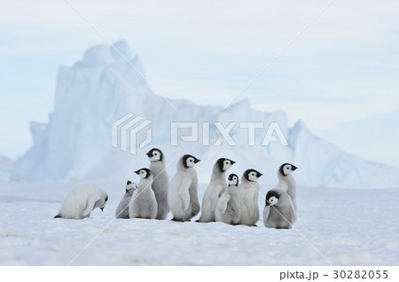 Emperor Penguin chicks in Antarctica 30282055