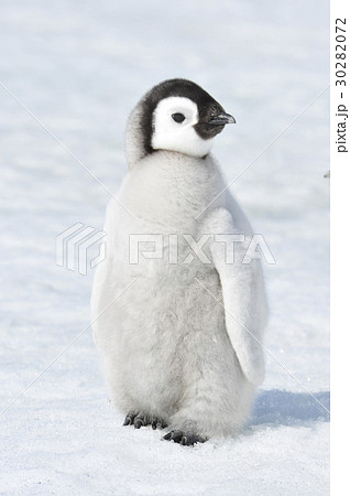 Emperor Penguin chick 30282072