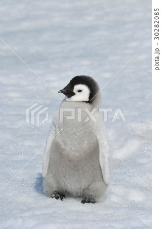 Emperor Penguin chick 30282085