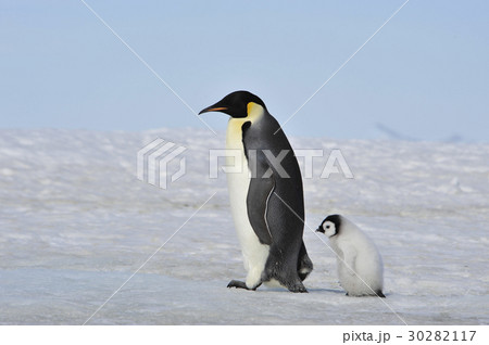 Emperor Penguin with chick Emperor Penguin with chick 30282117