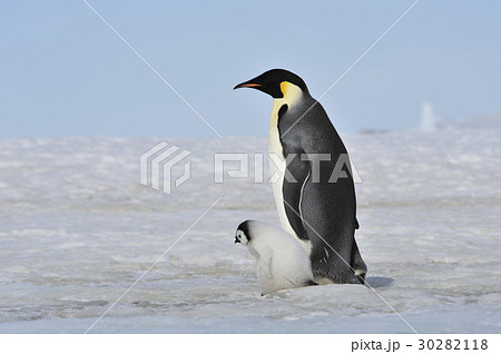 Emperor Penguin with chick 30282118