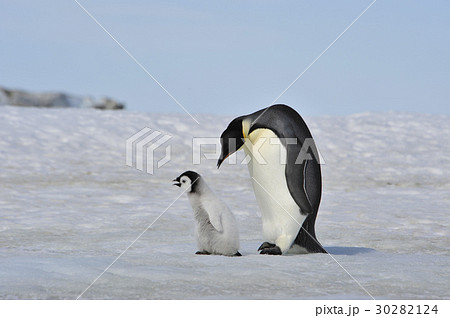 Emperor Penguins with chick 30282124