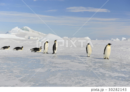Emperor Penguin on the snow Emperor Penguin on the snow 30282143