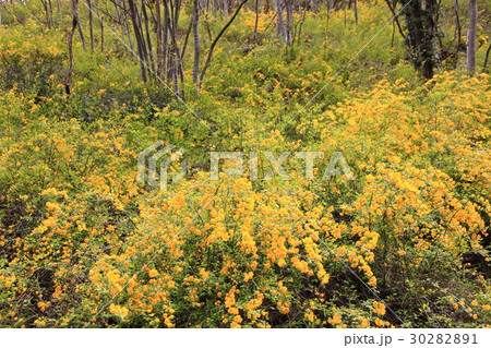 群生するやまぶき 群生するやまぶき 30282891