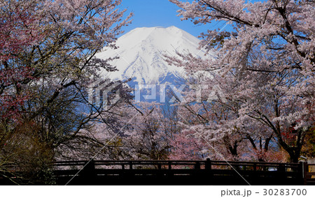 忍野村新名庄川の橋から見る桜と富士山 30283700