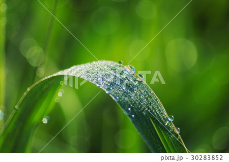 朝露 朝露 30283852