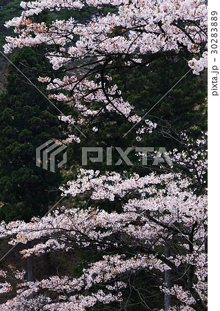 山桜 30283889