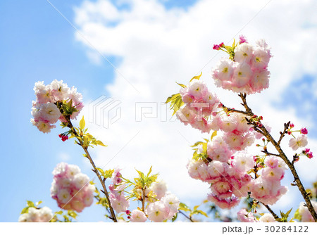 松月桜　大神ファーム 30284122