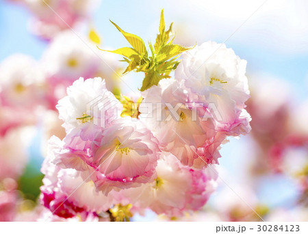 松月桜　大神ファーム 30284123