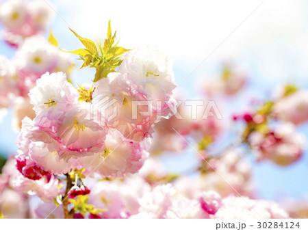 松月桜 大神ファーム 松月桜 大神ファーム 30284124