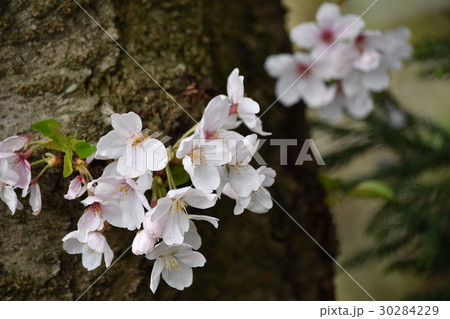 sakura 30284229