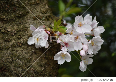 sakura 30284230