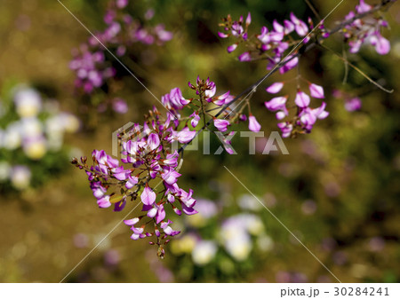 雲南四季ハギ 雲南四季ハギ 30284241