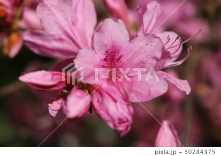 ツツジの花 ツツジの花 30284375