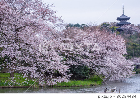 三渓園の桜の写真素材 [30284434] - PIXTA