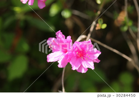 クルメツツジ 30284450