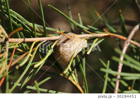 カマキリの卵 30284451