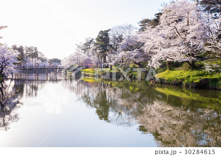 高田公園の桜 高田公園の桜 30284615
