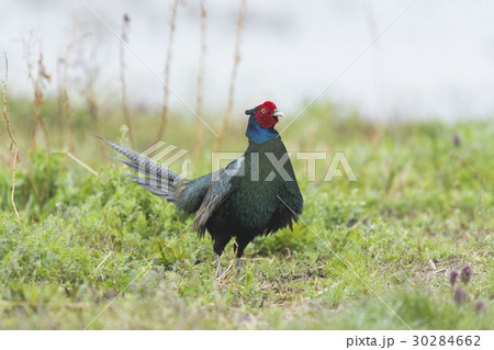 キジ雄(雉) 30284662