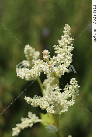 ルバーブ ルバーブ 30284813