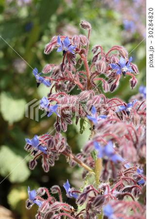 ボリジ ボリジ 30284820