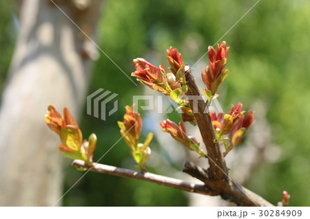サルスベリの新芽 30284909