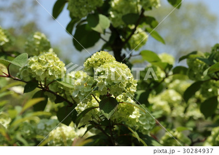 オオデマリ オオデマリ 30284937