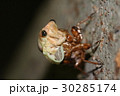 セミの羽化 30285174