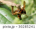 カマキリ 30285241