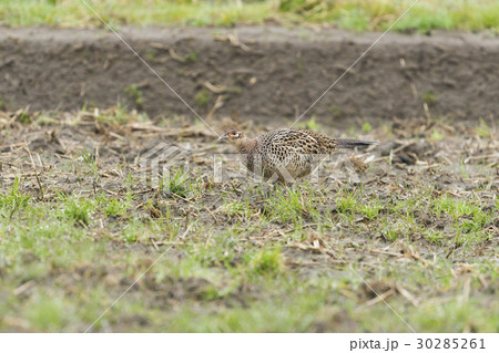 キジ雌(雉) キジ雌(雉) 30285261
