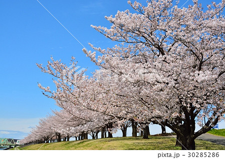 青空と満開の桜並木 30285286