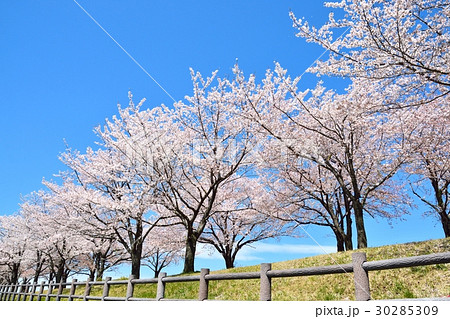 青空と満開の桜並木 30285309