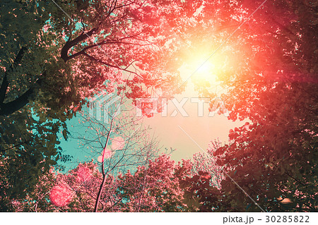 frame of tree tops in sunlight frame of tree tops in sunlight 30285822