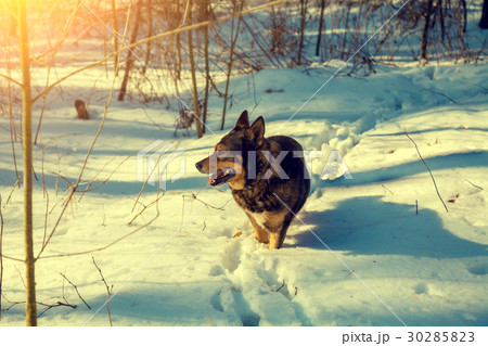Dog walking in snowy forest in winter. 30285823