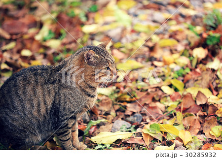 Cat sitting on the leaves in autumn 30285932